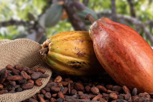 Frutos de cacau e amendoas cruas - Workshop A Arte de Servir Cacau Nhande